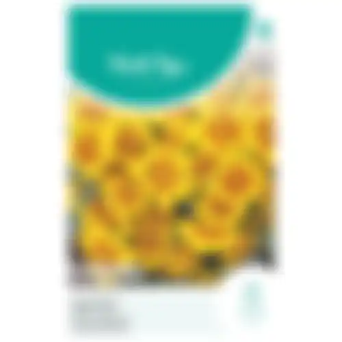 HT Tagetes lage Afrikaan naughty Marietta