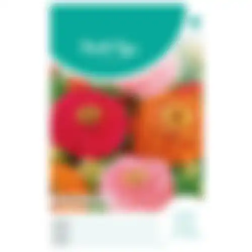 HT Zinnia Californische reuzen gemengd