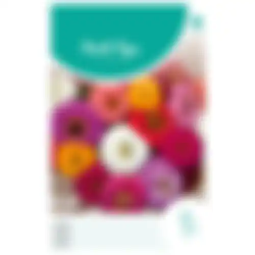 HT Zinnia Liliput gemengd
