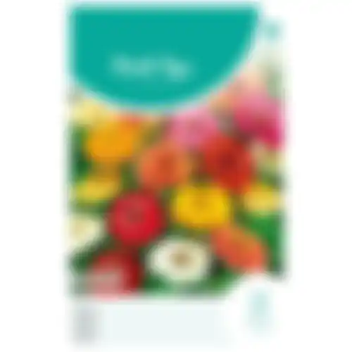 HT Zinnia Thumbelina laag gemengd