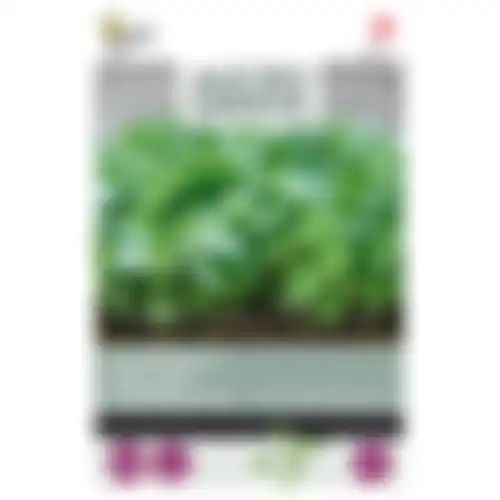 Citroenbasilicum Microgreens Zaden Buzzy