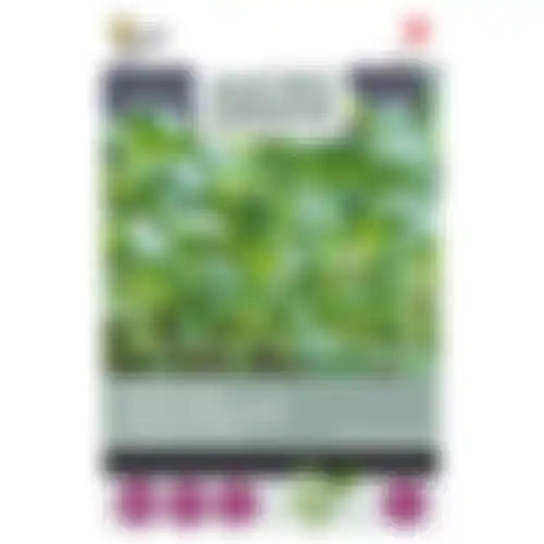 Tatsoi Microgreens Zaden Buzzy