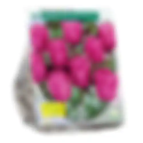 Tulipa Don Quichotte Triumph per 20