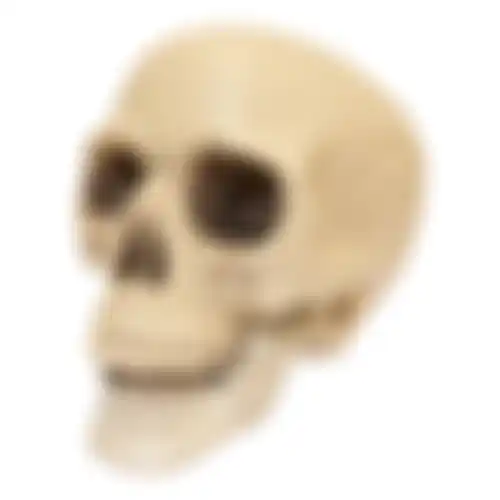Schedel bone 20cm