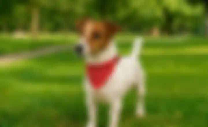 Hond aan riem